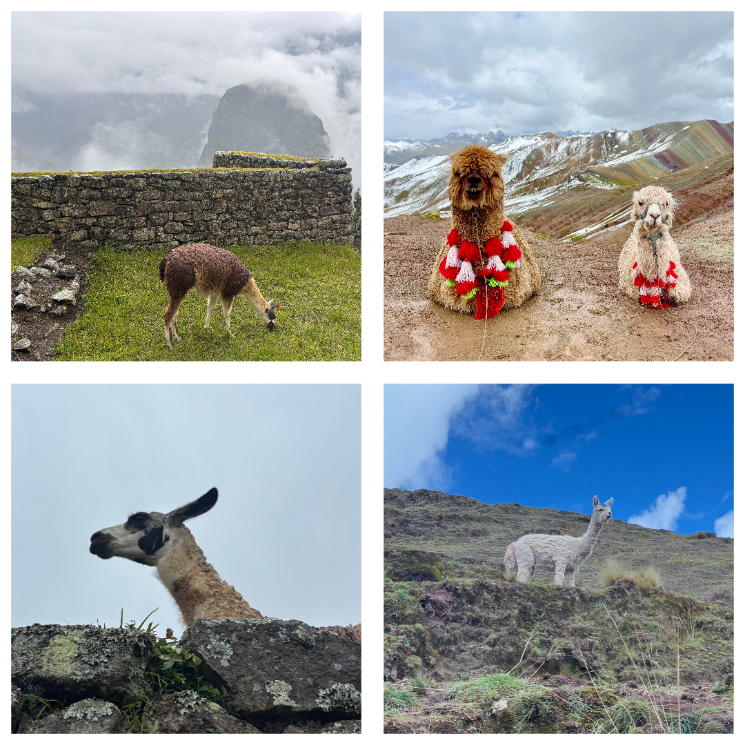 fun with llamas